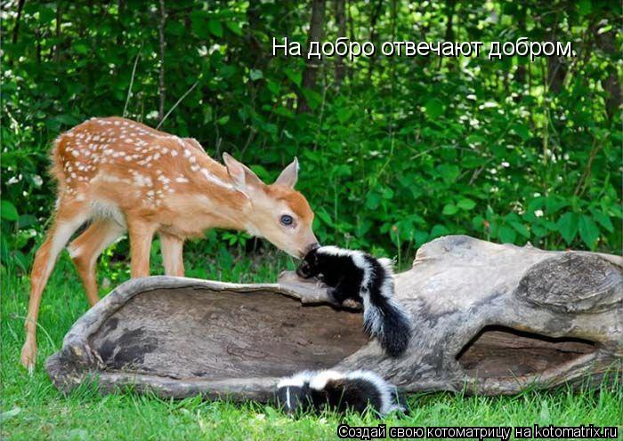 Котоматрица: На добро отвечают добром.