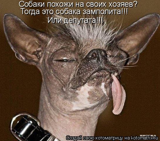 Котоматрица: Собаки похожи на своих хозяев? Тогда это собака замполита!!! Или депутата!!!