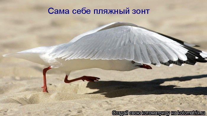 Котоматрица: Сама себе пляжный зонт