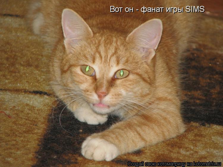 Котоматрица: Вот он - фанат игры SIMS