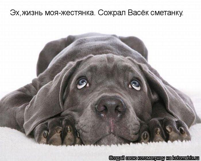 Котоматрица: Эх,жизнь моя-жестянка. Сожрал Васёк сметанку.