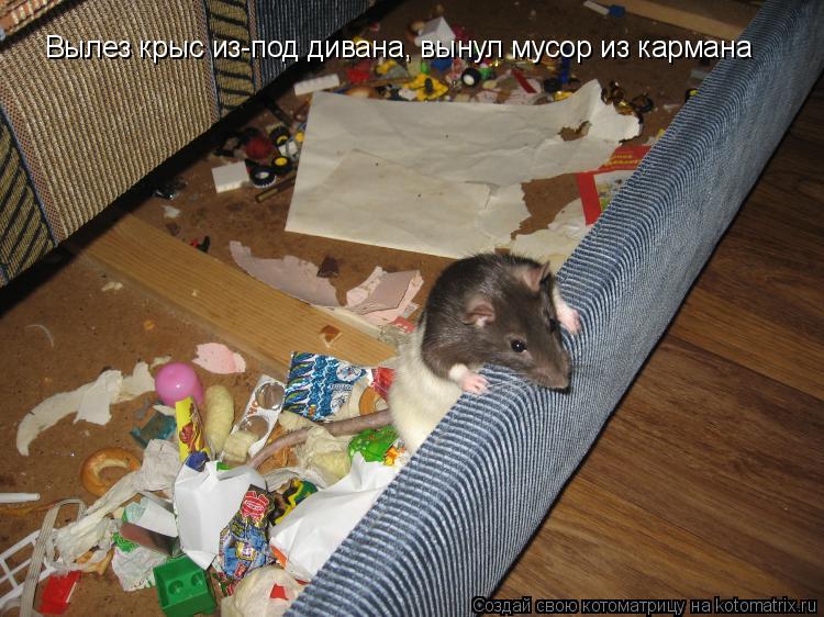 Котоматрица: Вылез крыс из-под дивана, вынул мусор из кармана