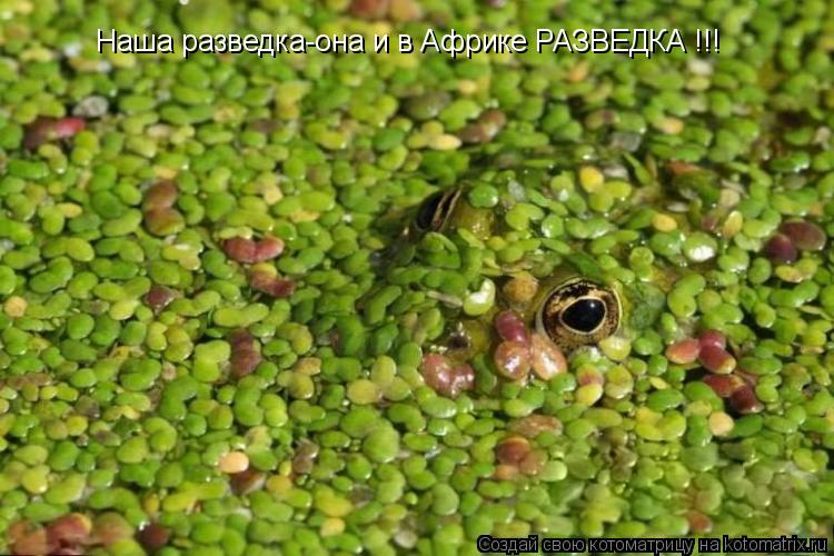 Котоматрица: Наша разведка-она и в Африке РАЗВЕДКА !!!