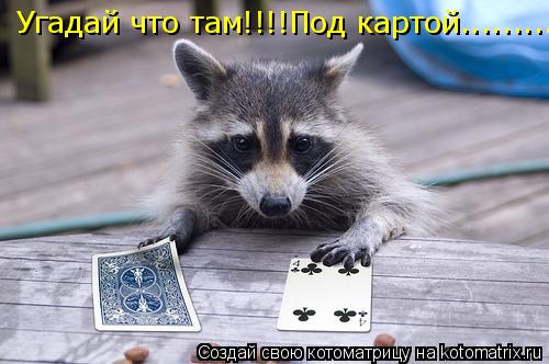 Котоматрица: Угадай что там!!!!Под картой.........