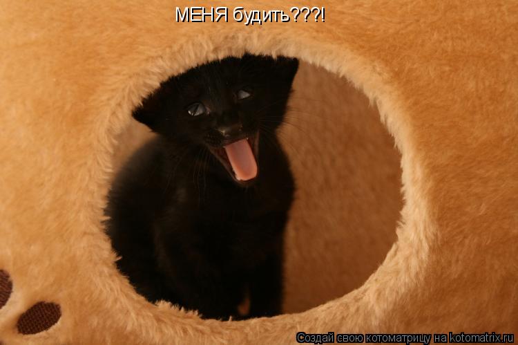 Котоматрица: МЕНЯ будить???!