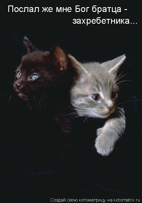 Котоматрица: Послал же мне Бог братца -  захребетника...