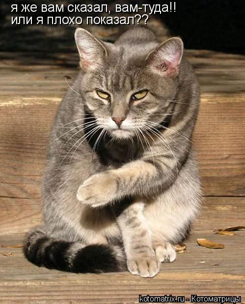 Котоматрица: я же вам сказал, вам-туда!! или я плохо показал??