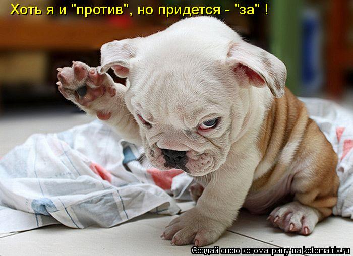 Котоматрица: Хоть я и "против", но придется - "за" !