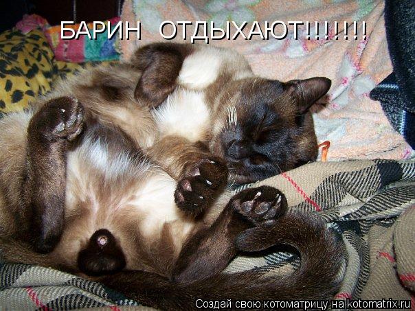 Котоматрица: БАРИН  ОТДЫХАЮТ!!!!!!!