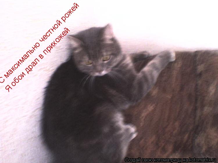 Котоматрица: С максимально честной рожей Я обои драл в прихожей