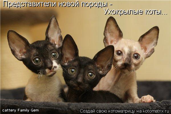 Котоматрица: Представители новой породы - Ухокрылые коты...