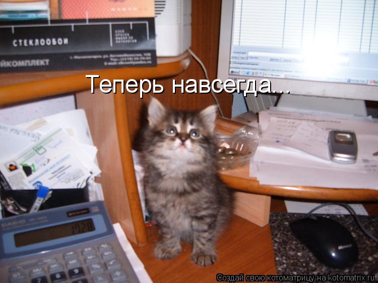 Котоматрица: Теперь навсегда...