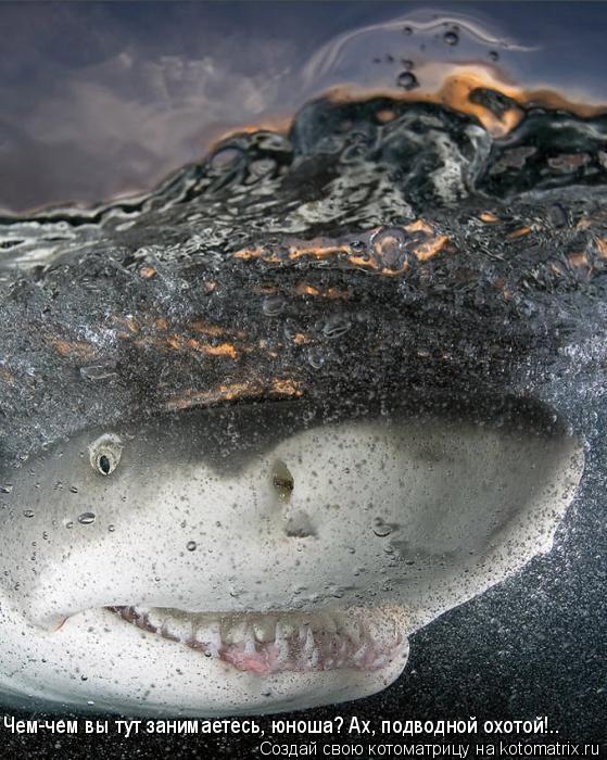 Котоматрица: Чем-чем вы тут занимаетесь, юноша? Ах, подводной охотой!..