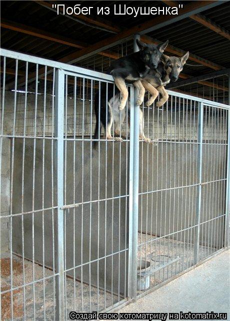 Котоматрица: "Побег из Шоушенка"