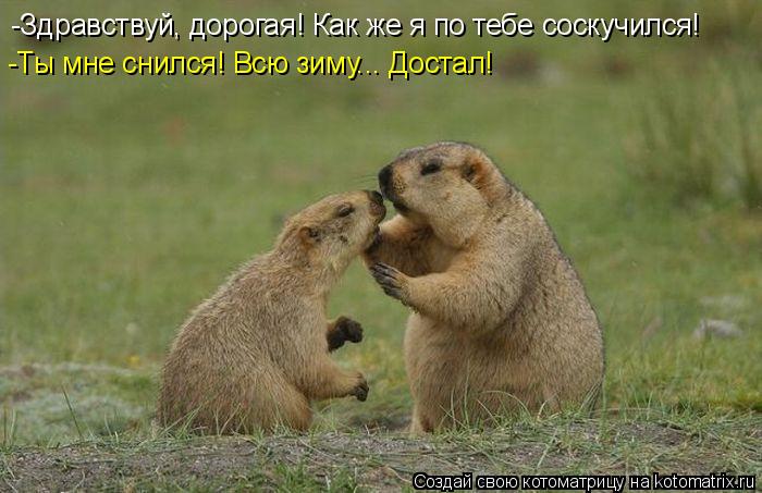 Котоматрица: -Здравствуй, дорогая! Как же я по тебе соскучился! -Ты мне снился! Всю зиму... Достал!
