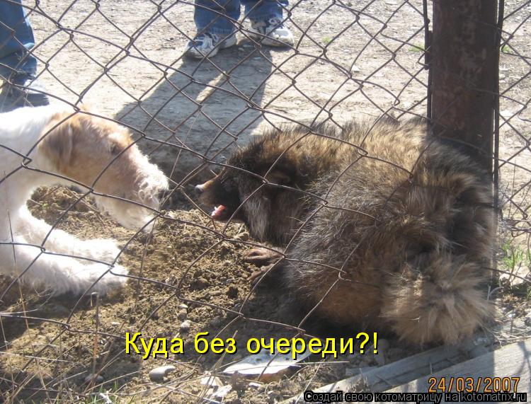 Котоматрица: Куда без очереди?!