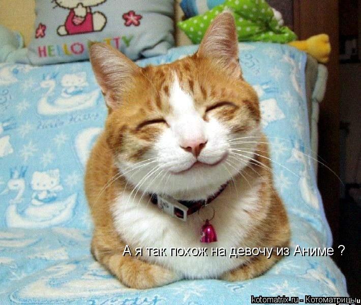 Котоматрица: А я так похож на девочу из Аниме ?