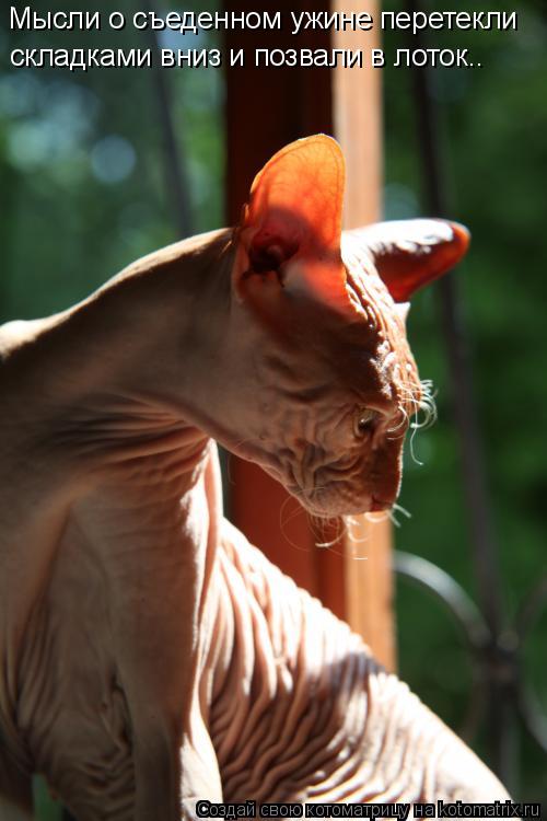 Котоматрица: Мысли о съеденном ужине перетекли  складками вниз и позвали в лоток..