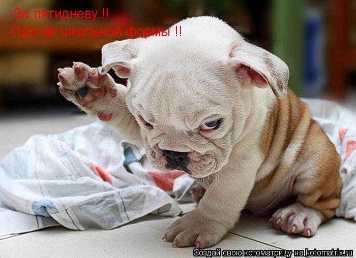 Котоматрица: -За пятидневу !! -Против школьной формы !!
