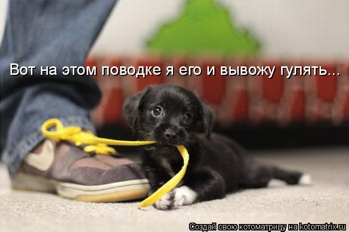 Котоматрица: Вот на этом поводке я его и вывожу гулять...