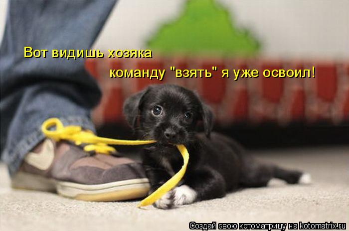 Котоматрица: Вот видишь хозяка команду "взять" я уже освоил!