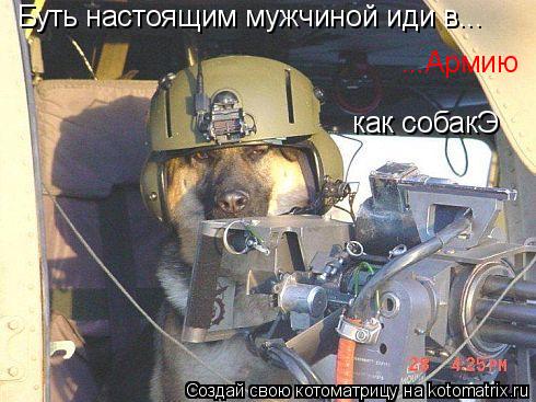 Котоматрица: Буть настоящим мужчиной иди в... ...Армию как собакЭ