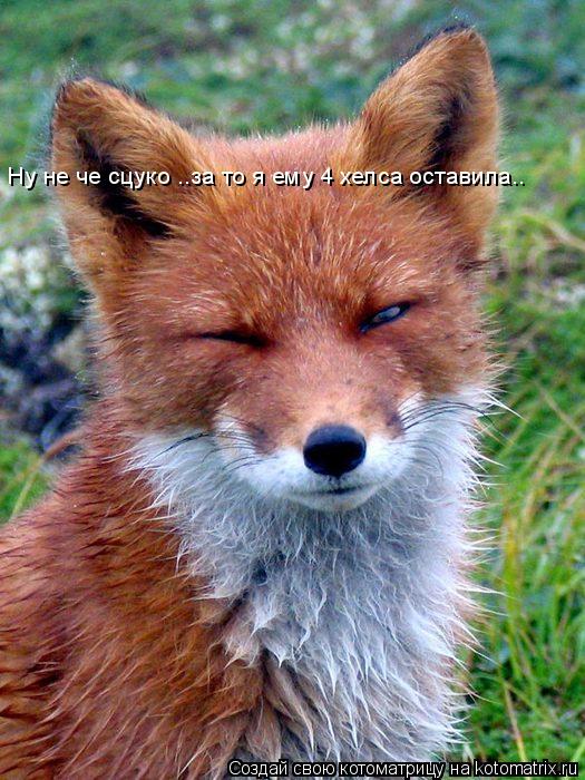 Котоматрица: Ну не че сцуко ..за то я ему 4 хелса оставила..