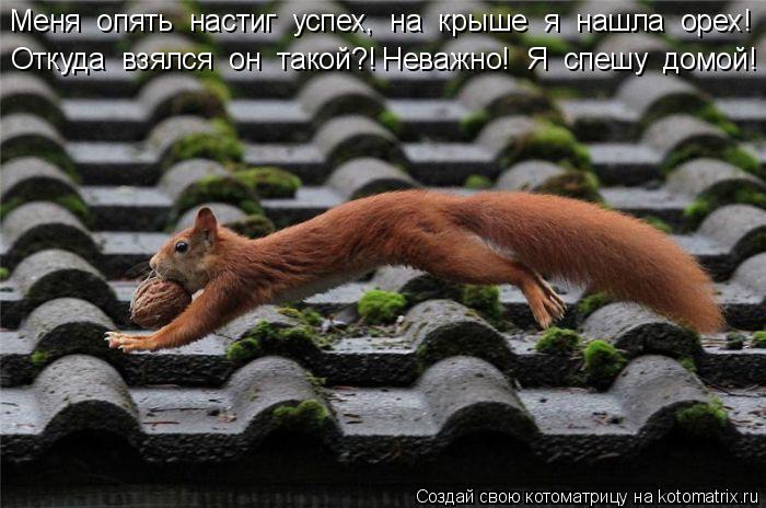 Котоматрица: Меня  опять  настиг  успех,  на  крыше  я  нашла  орех! Откуда  взялся  он  такой?! Неважно!  Я  спешу  домой!