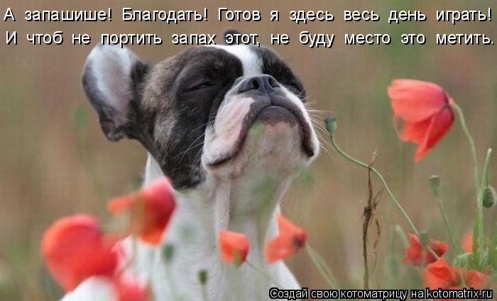 Котоматрица: А  запашише!  Благодать!  Готов  я  здесь  весь  день  играть! И  чтоб  не  портить  запах  этот,  не  буду  место  это  метить.