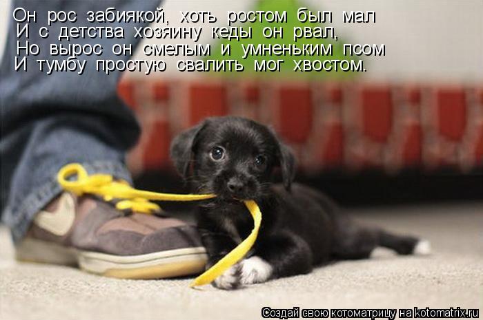 Котоматрица: Он  рос  забиякой,  хоть  ростом  был  мал И  с  детства  хозяину  кеды  он  рвал, Но  вырос  он  смелым  и  умненьким  псом И  тумбу  простую  свалит