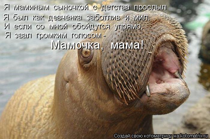Котоматрица: Я  маминым  сыночкой  с  детства  прослыл Я  был  как  девчёнка  заботлив  и  мил, И  если  со  мной  обойдутся  упрямо, Я  звал  громким  голосом - М