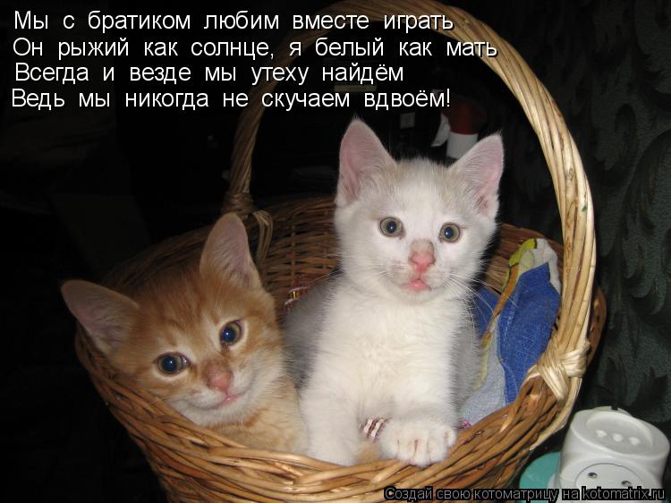 Котоматрица: Мы  с  братиком  любим  вместе  играть Он  рыжий  как  солнце,  я  белый  как  мать Всегда  и  везде  мы  утеху  найдём Ведь  мы  никогда  не  скучаем