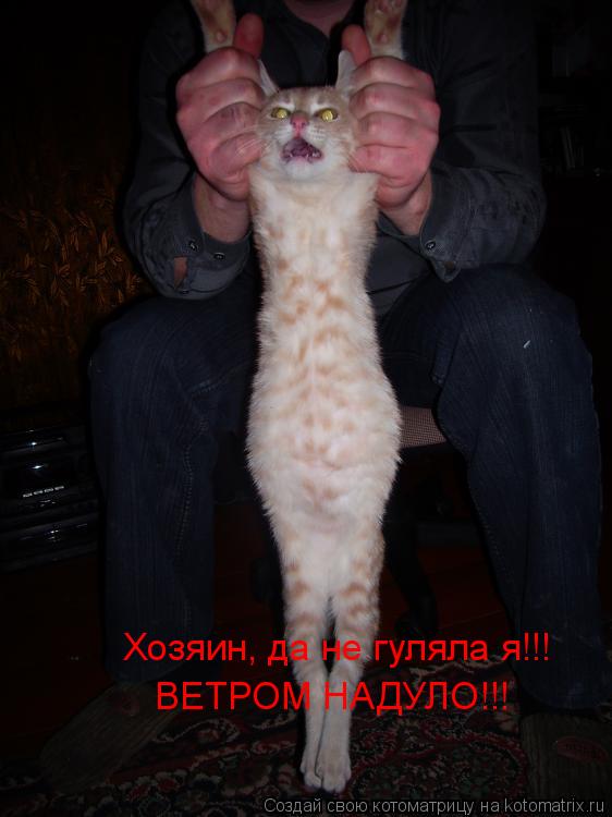 Котоматрица: Хозяин, да не гуляла я!!! ВЕТРОМ НАДУЛО!!!