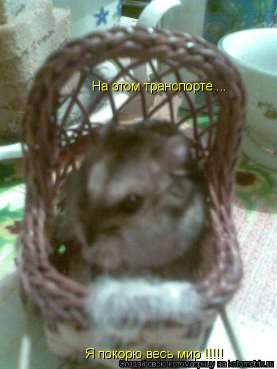 Котоматрица: На этом транспорте ... Я покорю весь мир !!!!!