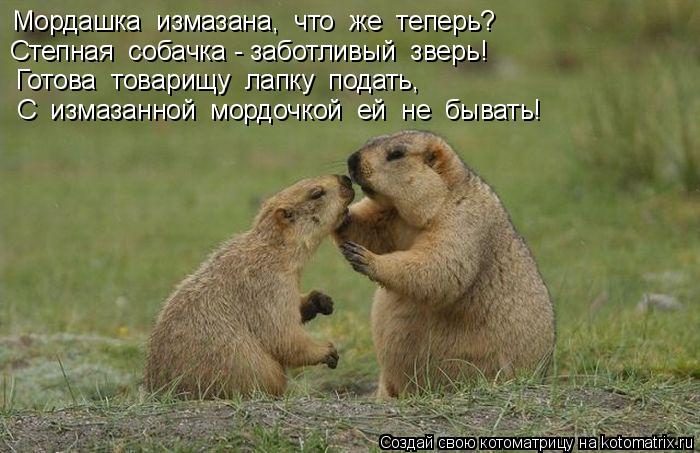 Котоматрица: Мордашка  измазана,  что  же  теперь? Степная  собачка - заботливый  зверь! Готова  товарищу  лапку  подать, С  измазанной  мордочкой  ей  не  быв