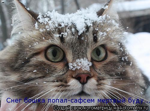 Котоматрица: Снег бошка попал-сафсем мертвый буду...