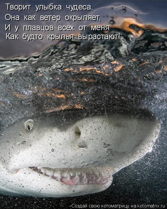 Котоматрица: Творит  улыбка  чудеса, Она  как  ветер  окрыляет, И  у  плавцов  всех  от  меня Как  будто  крылья  вырастают!