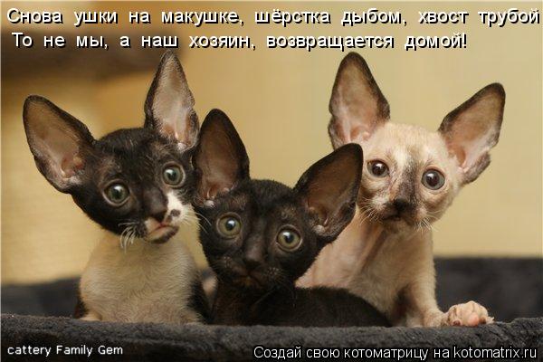 Котоматрица: Снова  ушки  на  макушке,  шёрстка  дыбом,  хвост  трубой То  не  мы,  а  наш  хозяин,  возвращается  домой!