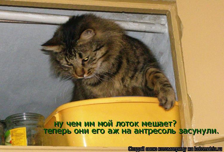 Котоматрица: ну чем им мой лоток мешает?  теперь они его аж на антресоль засунули.