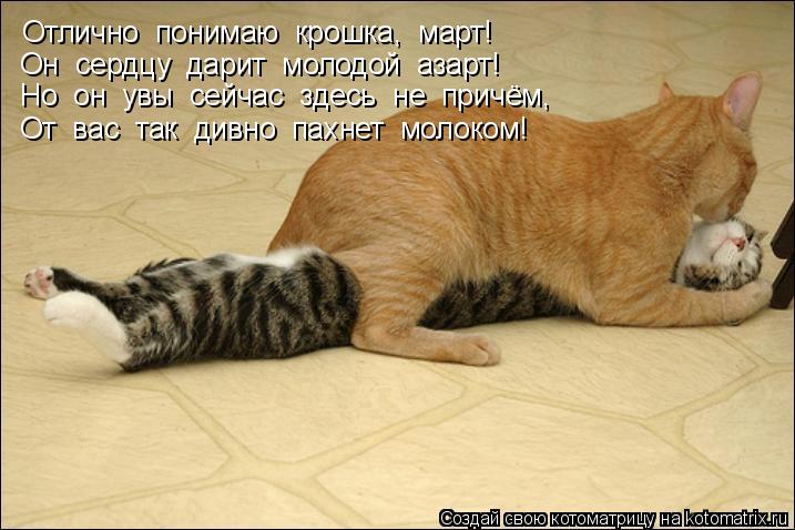Отлично понимаю крошка, март! Он сердцу дарит молодой азарт! Но он увы сейчас здесь не п... Котоматрица: Отлично понимаю крошка, март! Он сердцу дарит молодой азарт! Но он увы сейчас здесь не причём, От вас так дивно пахнет молоком!