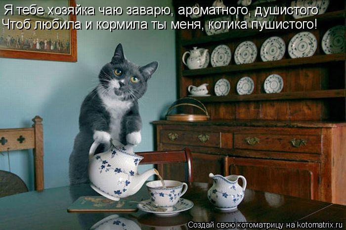 Котоматрица: Я тебе хозяйка чаю заварю, ароматного, душистого Чтоб любила и кормила ты меня, котика пушистого!