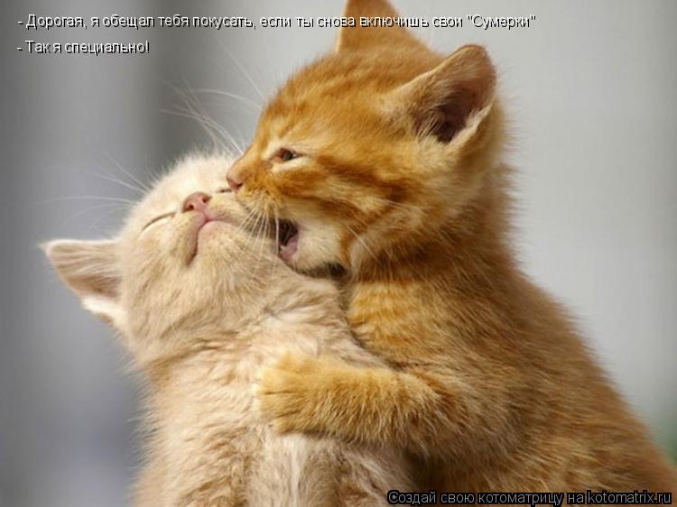 Котоматрица: - Дорогая, я обещал тебя покусать, если ты снова включишь свои "Сумерки" - Так я специально!