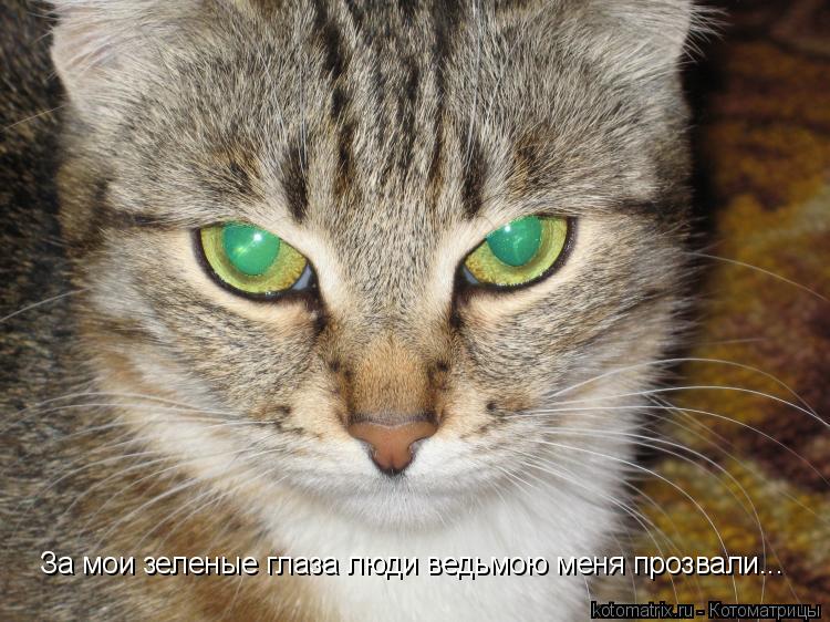 Котоматрица: За мои зеленые глаза люди ведьмою меня прозвали...