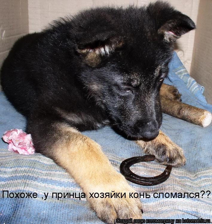 Котоматрица: Похоже ,у принца хозяйки конь сломался??