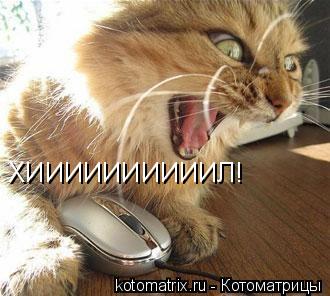 Котоматрица: ХИИИИИИИИИИЛ!