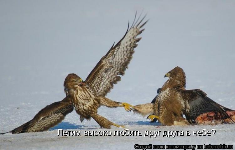 Котоматрица: Летим высоко любить друг друга в небе?