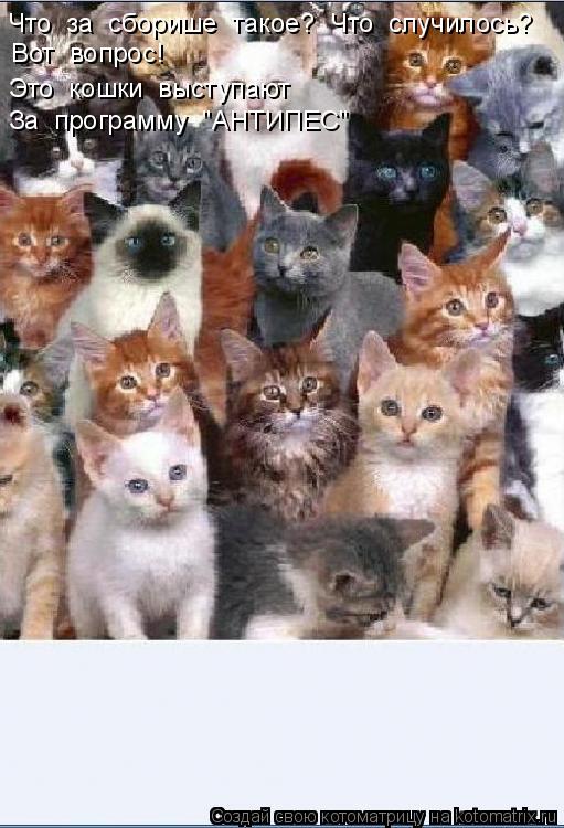Котоматрица: Что  за  сборише  такое?  Что  случилось? Вот  вопрос! Это  кошки  выступают За  программу  "АНТИПЕС"