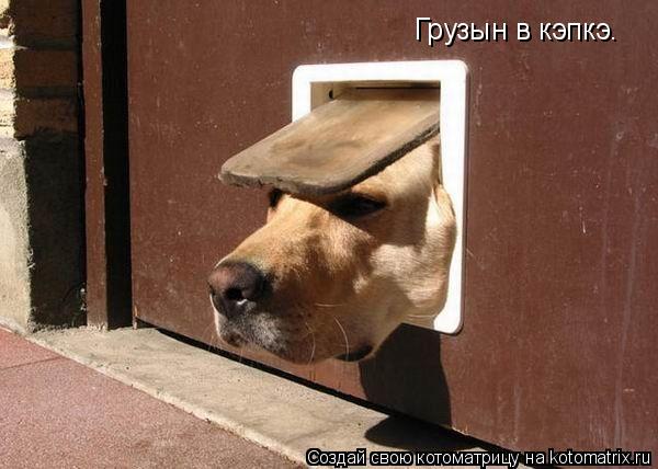 Котоматрица: Грузын в кэпкэ.