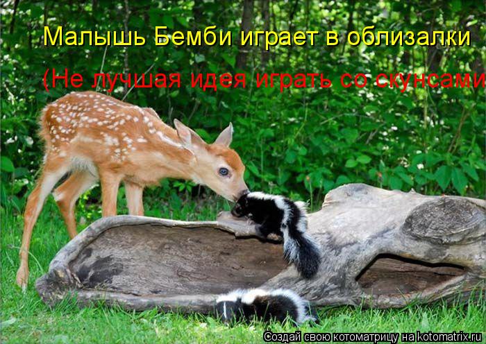 Котоматрица: Малышь Бемби играет в облизалки (Не лучшая идея играть со скунсами)