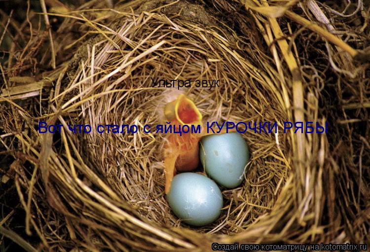 Котоматрица: Ультра звук Вот что стало с яйцом КУРОЧКИ РЯБЫ